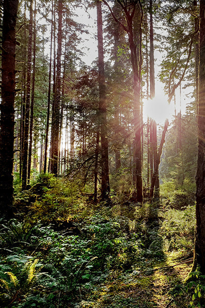 Sunlight filters through tall trees in a dense forest, illuminating the lush undergrowth and creating a serene, golden glow in the woodland scene.