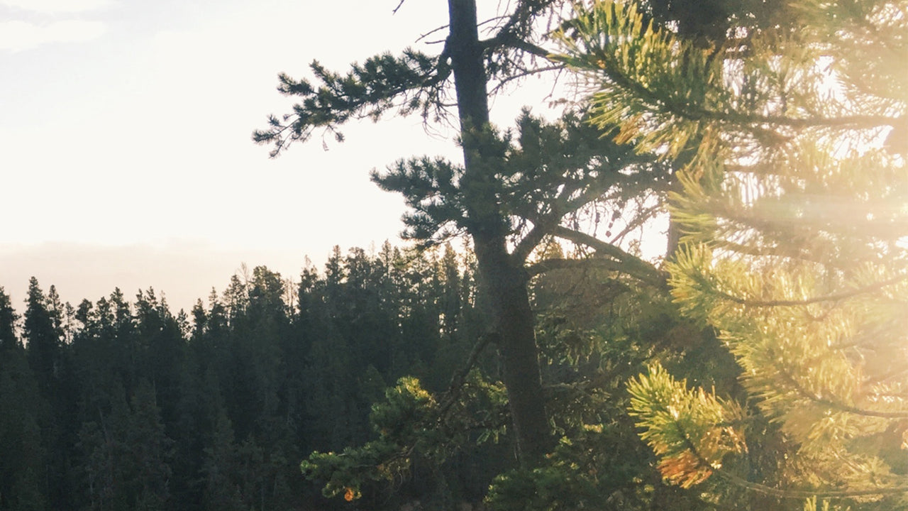 A scenic forest view with sunlight filtering through pine trees, evoking a sense of outdoor adventure.